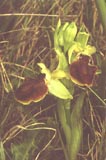 Ophrys sphegodes [Click to View]