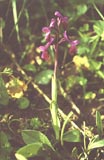 Orchis longicornu [Click to View]