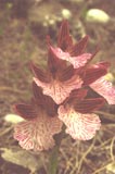 Orchis papilionacea (var. grandiflora) [Click to View]