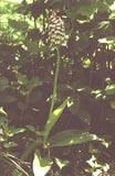 Orchis purpurea [Click to View]