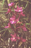 Orchis quadripunctata flower [Click to View]